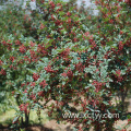 green sichuan pepper root